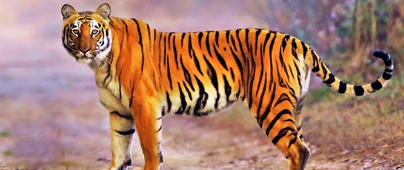 Jhirna Forest Zone  Booking